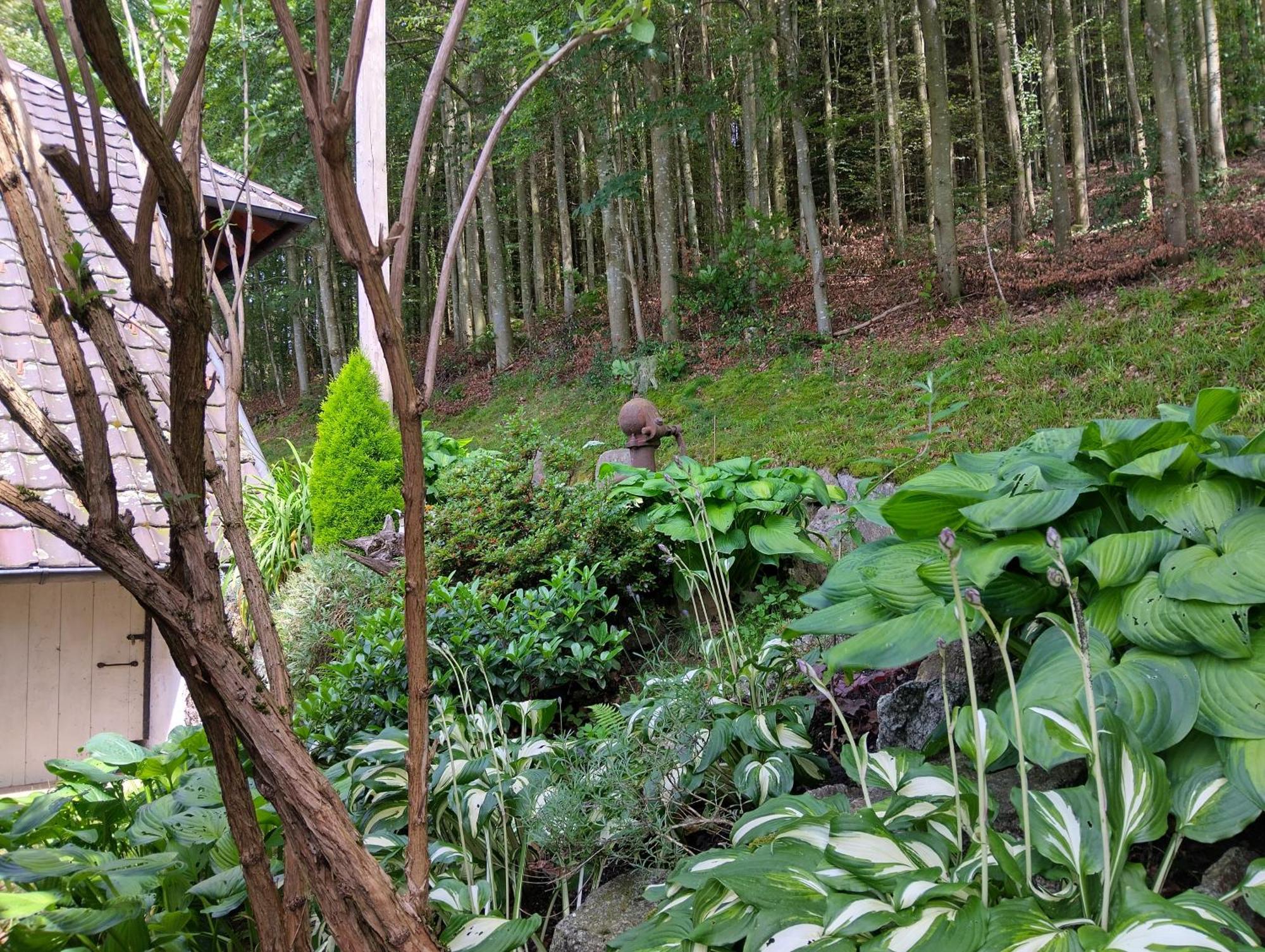 Apartmán Haus "Guck - Ins - Tal" Sasbachwalden Exteriér fotografie